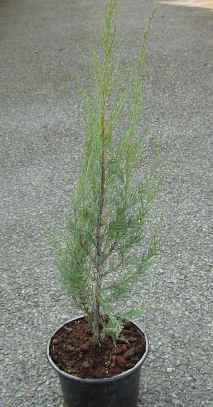 Juniperus scopulorum Skyrocket mail order trees, plants shubrs ireland MAIL ORDER CONFIERS
